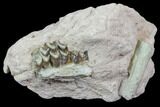 Oreodont Jaw Section & Bone In Rock - South Dakota #81912-1